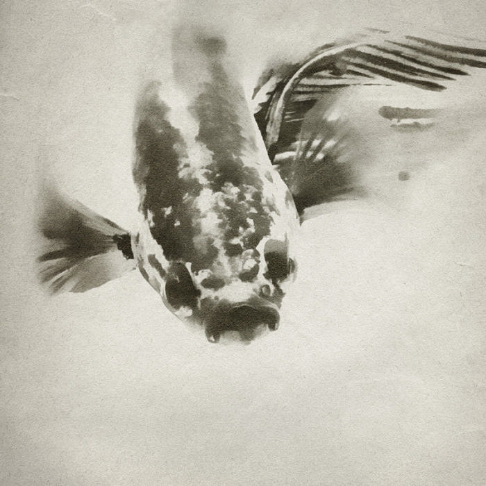 Рыбки креативного японского фотографа Херу Суриоко (12 фото)