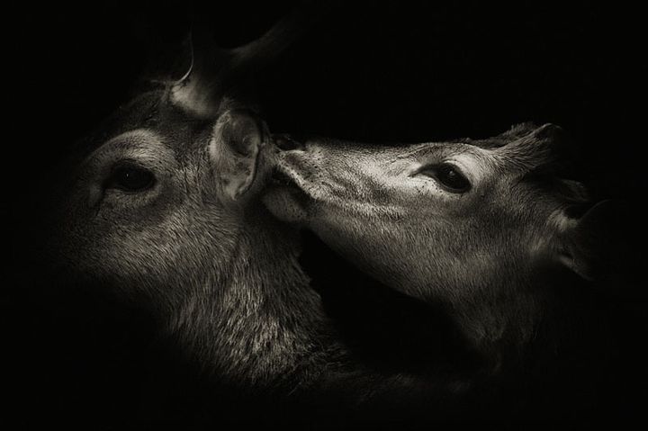 Черно-белые фотографии животных (26 фото)