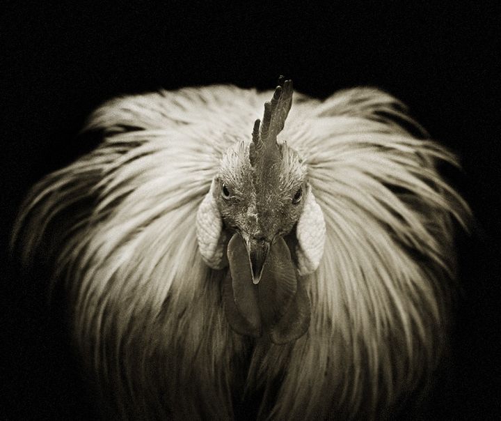 Черно-белые фотографии животных (26 фото)